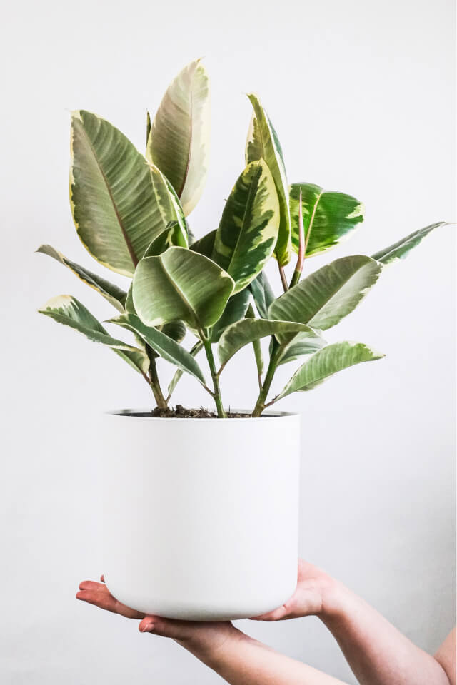 Calathea Beauty Star - Gambar 2